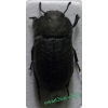 Opatrum sabulosum (Linnaeus, 1760) Omrzel piaskowy